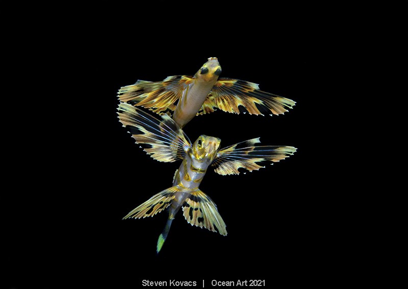 A fotografia vencedora na categoria 'Black Water' mostra peixes chamados de voadores, pelo formato de suas nadadeiras (Foto: Steven Kovacs)