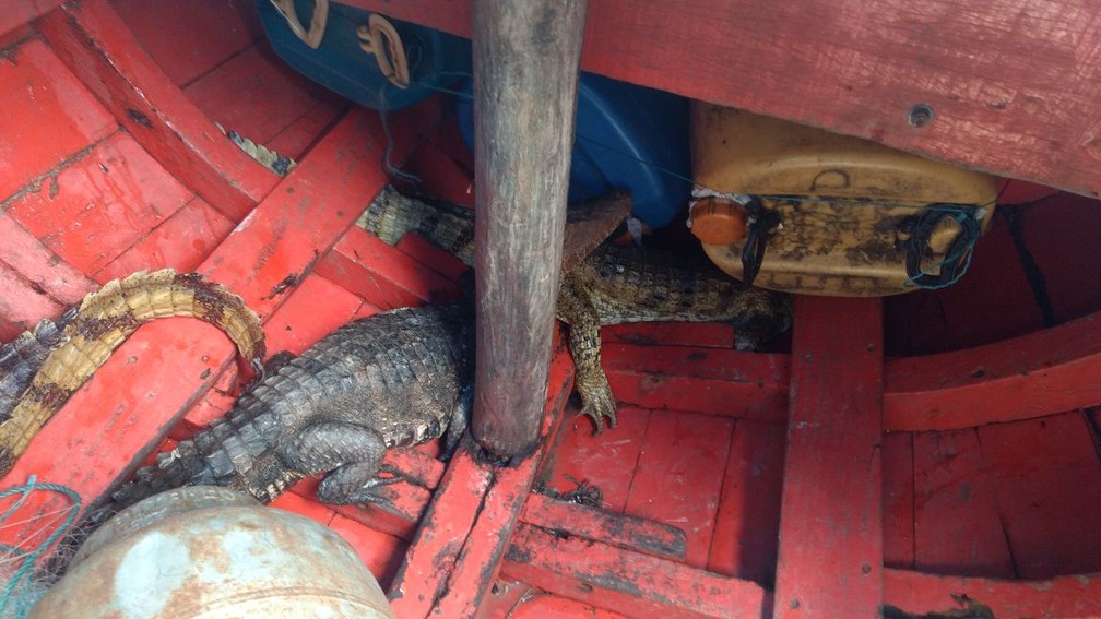 JacarÃ©s vivos foram encontrados na embarcaÃ§Ã£o. (Foto: ReproduÃ§Ã£o / Marinha do Brasil)