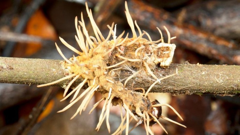 Lagarta dominada por fungo parasita com corpos frutificantes já formados — Foto: Getty Images