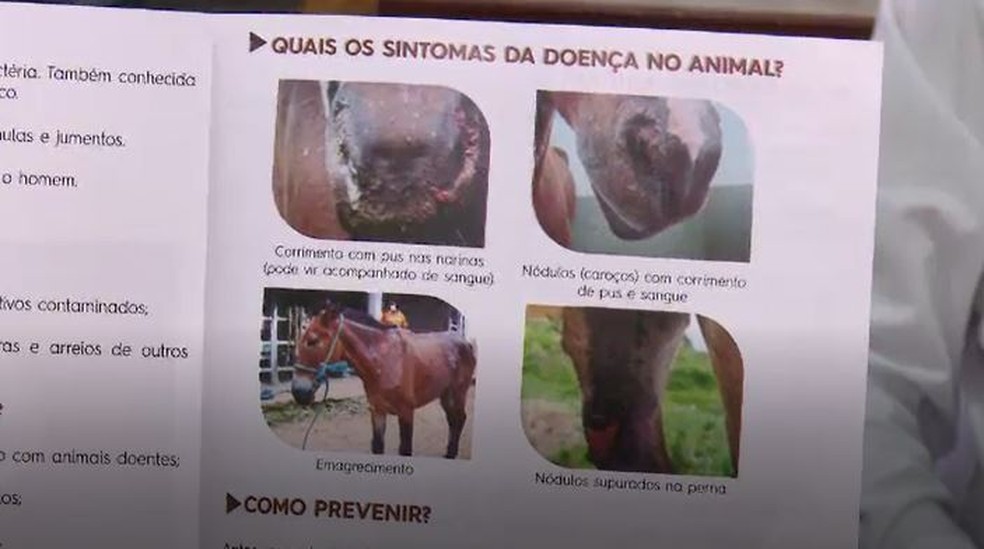 Idaf orienta que cuidadores de cavalos mantenham os exames dos animais em dia  — Foto: Reprodução/Rede Amazônica Acre 
