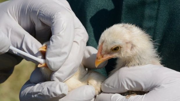 A gripe aviária pode ser letal para os seres humanos (Foto: Getty Images via BBC News Brasil)