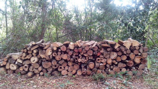 BBC - Durante estudo, pesquisadores encontraram área de floresta secundária desmatada na região de Bragantina (Foto: FERNANDO ELIAS/DIVULGAÇÃO)