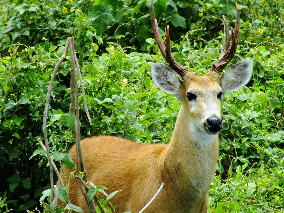 Cervo-do-pantanal é outro animal símbolo do bioma — Foto: Walfrido Moraes/Embrapa Pantanal