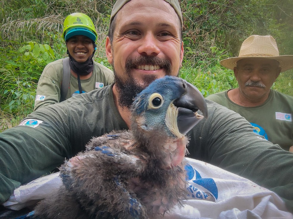 Filhotes de arara-azul foram encontrados em rea atingida por incndio em 2020.  Foto: Bruno Carvalho/Instutito Arara Azul