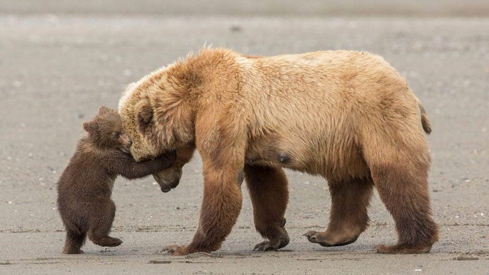Essa foto é finalista na categoria 'Jovem Fotógrafo: 11-14 anos' (Foto: Ashleigh Scully/Natural History Museum)