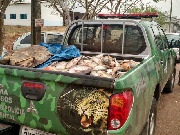 Peixes foram apreendidos no sul do Tocantins (Foto: Divulgação/Batalhão da Polícia Militar Ambiental)