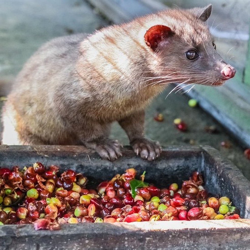 Os grãos do café Kopi Luwak foram comidos, parcialmente digeridos e depois defecados pelo civeta de palmeira asiática (Foto: Getty Images)