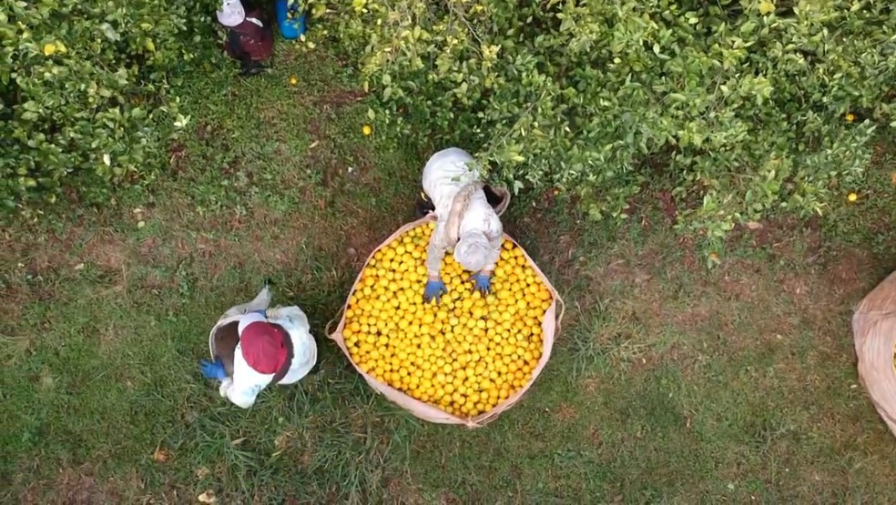 Produtores do centro-oeste de SP colhem safra de laranja &mdash; Foto: Reprodu&ccedil;&atilde;o/TV TEM