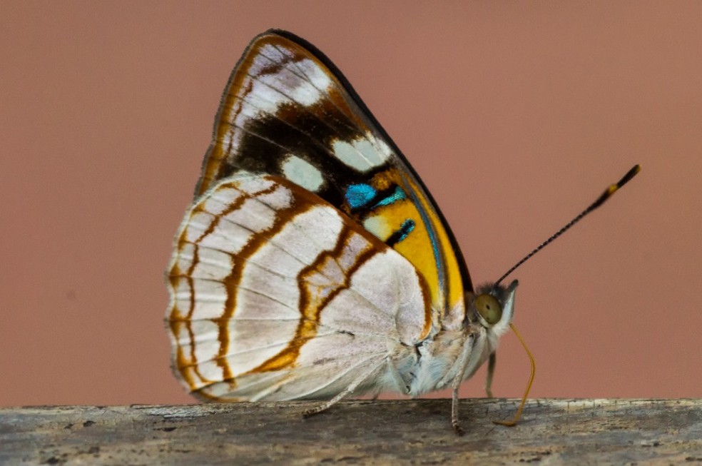 Comportamento dos insetos é exposto em fotografias (Foto: Divulgação SEL-USP)