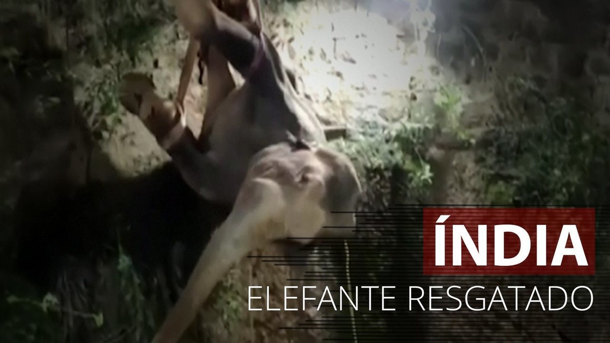 Elefante é resgatado de poço após 14 horas de operação na Índia thumbnail