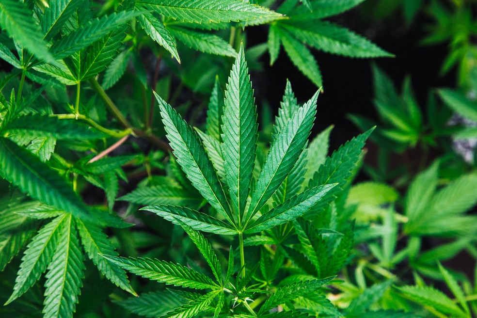 Folhas da planta cannabis sativa, conhecida como maconha — Foto: Unsplash