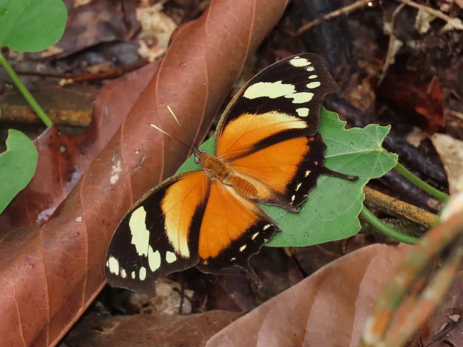 Para enquadrar apropriadamente a borboleta, aproxime-se lentamente, na altura dela, sem fazer barulhos.