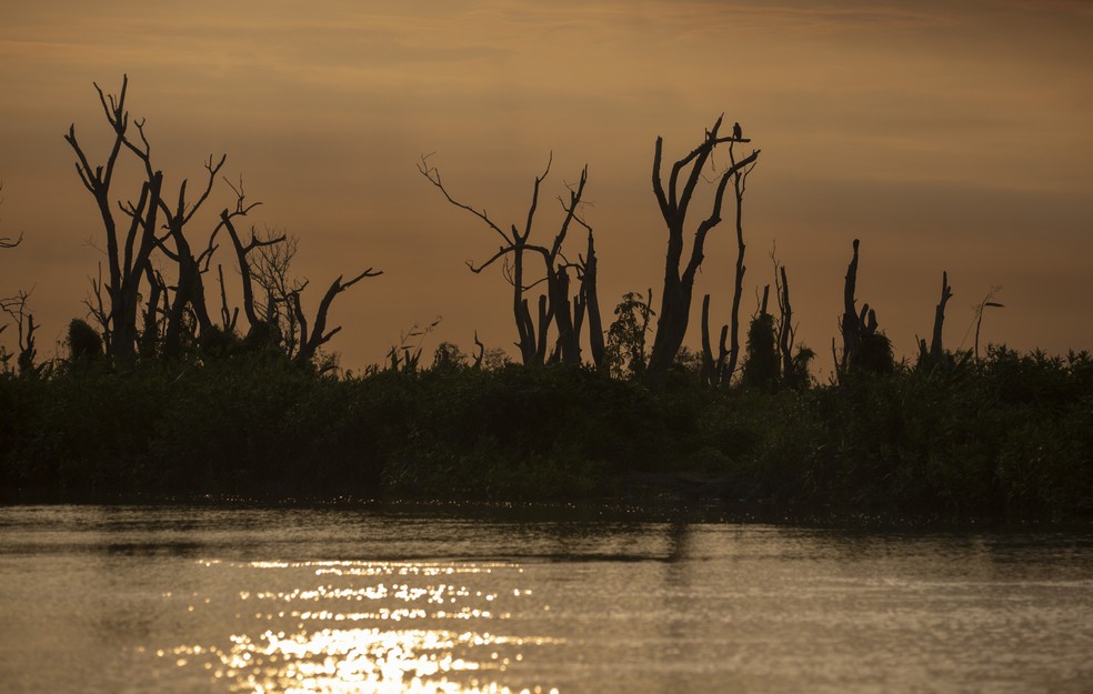 A floresta devastada pela queimada no Pantanal: a mudança climática e a ameaça ao ambiente estão entre os grandes desafios que formam uma potencial policrise — Foto: Márcia Foletto