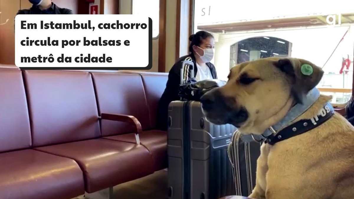 Cachorro de rua da Turquia usa o transporte público de Istambul e respeita as regras do metrô