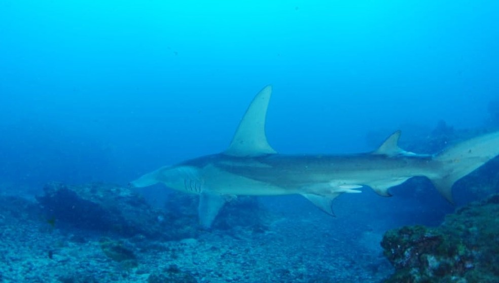 Segundo os mergulhadores, o tubarão-martelo media cerca de três metros  — Foto: Ana Paula Prim/Ciliares