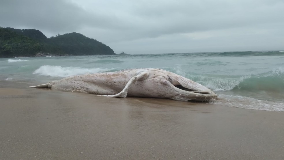 Baleia Jubarte Em Decomposicao E Encontrada Na Praia Vermelha Em Ubatuba Sp Vale Do Paraiba E Regiao G1