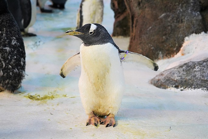 Olde é da espécie dos pinguins-gentoo, nativos da Península Antártica e das ilhas subantárticas (Foto: Reprodução/Guinness)