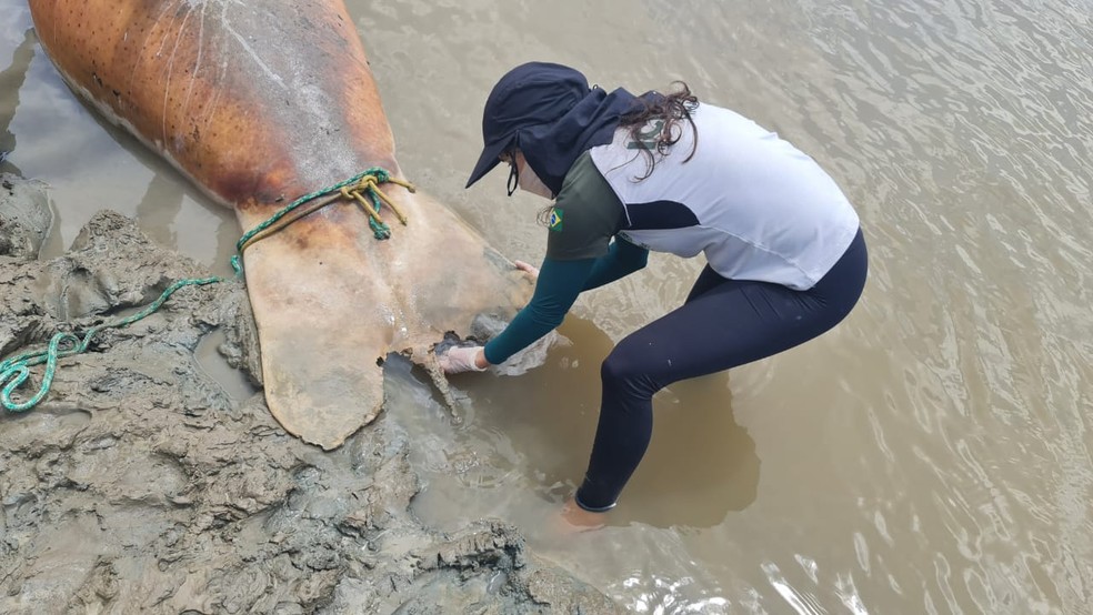 Peixe-boi marinho achado na região de Arari, no Maranhão — Foto: Geylson Paiva/ ICMBio São Luís