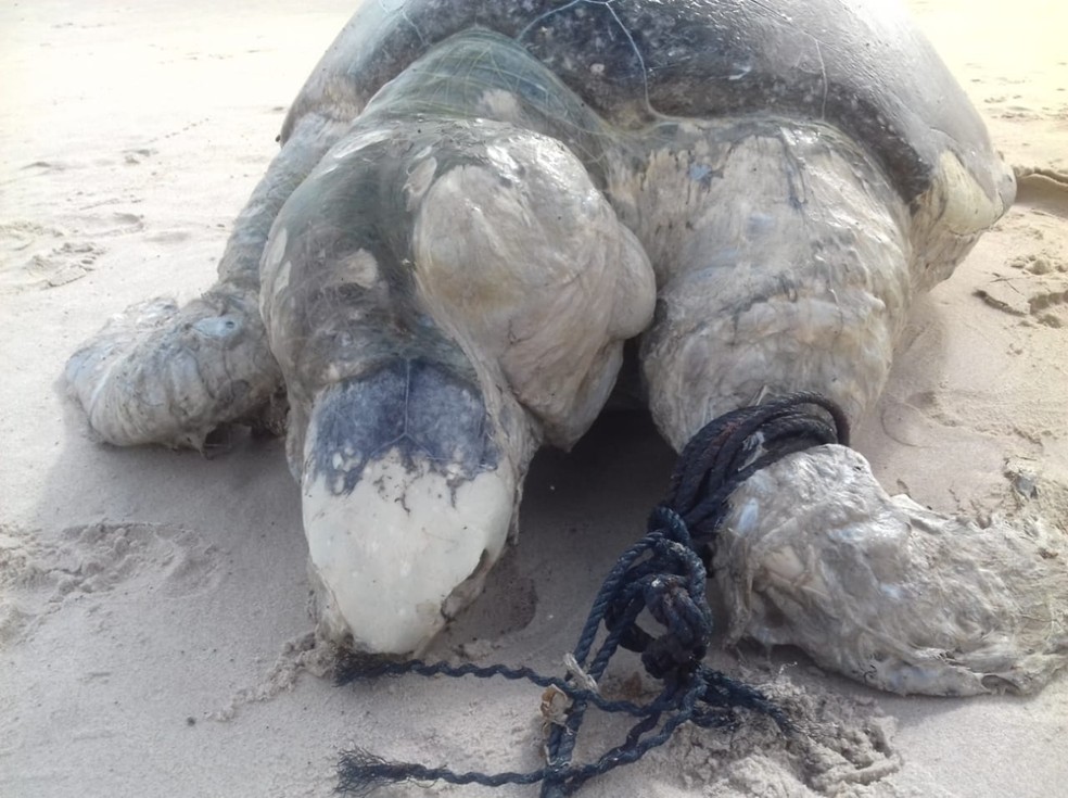 Resultado de imagem para tartarugas mortas praias do nordeste