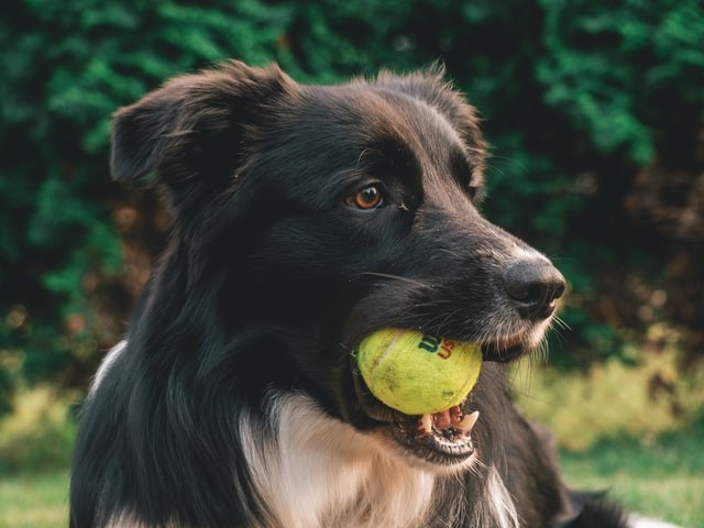A bola é um brinquedo barato e acessível que exercita os cães (Foto: Unsplash/ Tadeusz Lakota/ CreativeCommons)
