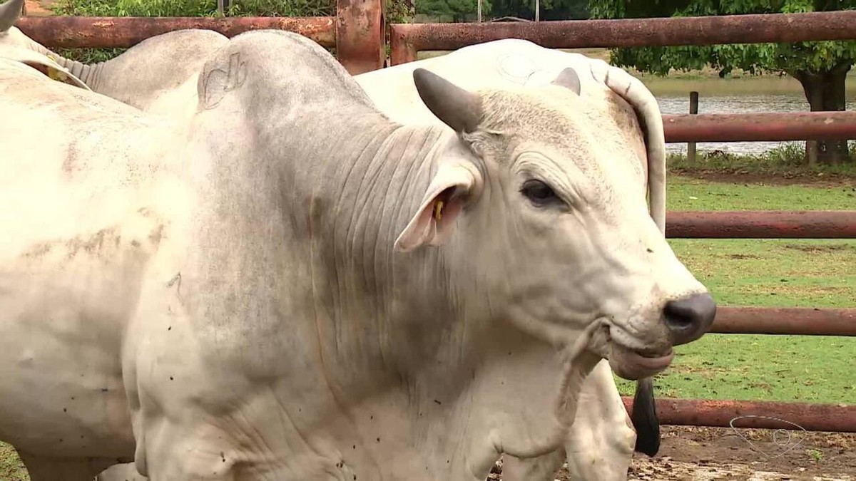 Com a volta das exportações para a China, pecuaristas do ES esperam aumento de até 30% na produção de carne