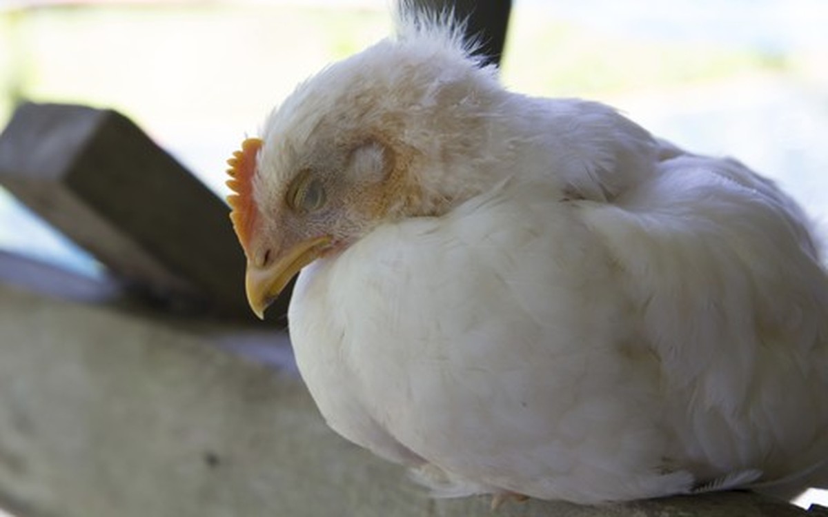 Chile reporta nuevo caso de gripe aviar altamente patógena |  aves