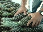 Agricultores investem no cultivo do abacaxi no sudoeste do Pará