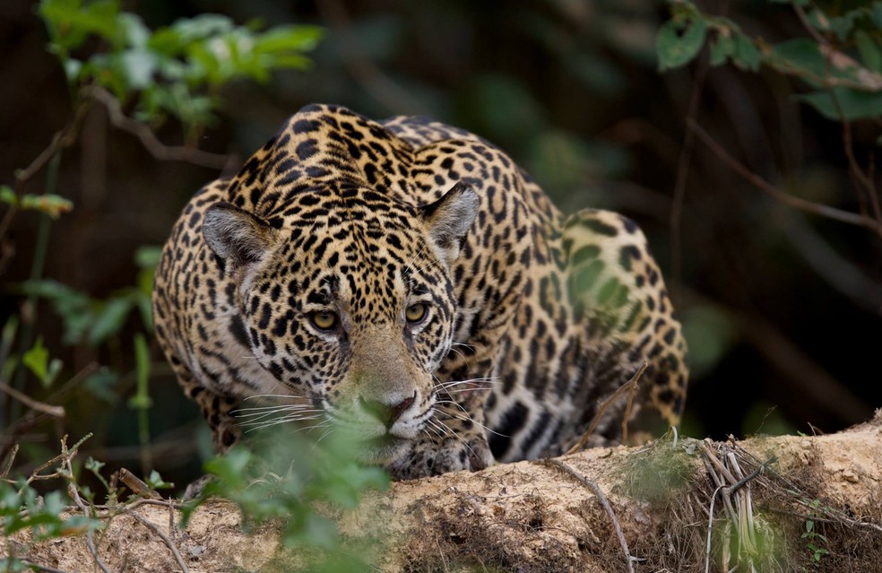 Maior felino das AmÃ©ricas pode ser encontrado com mais facilidade no Pantanal â€” Foto: Luiz Tambasco/VC no TG