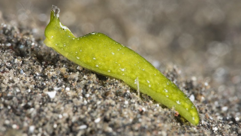 As lesmas do mar 'roubam' cloroplastos das algas e os incorporam ao seu sistema digestivo — Foto: Getty Images via BBC