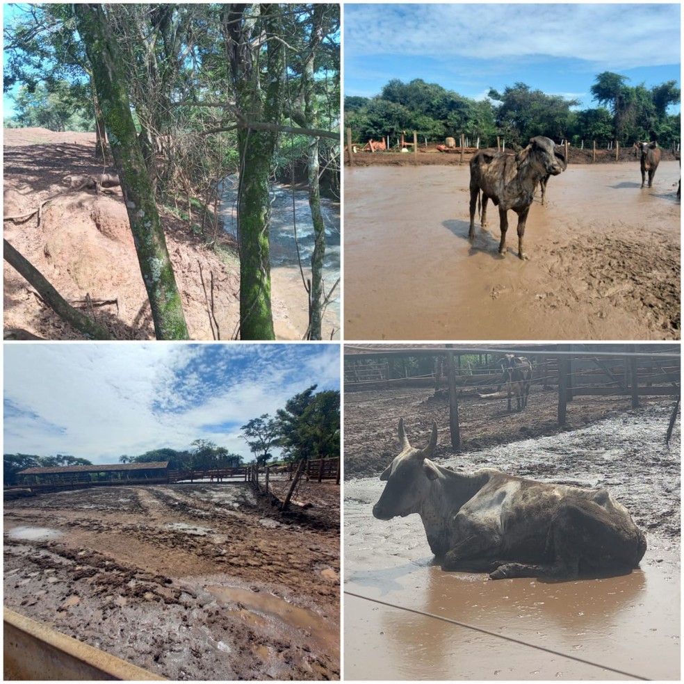Imagens mostram stio dos animais encontrados em situao de maus-tratos com alto nvel de lama  Foto: PMMA/Divulgao
