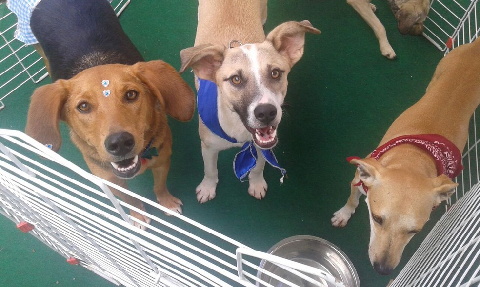 Adoção de animais: shopping do DF recebe feira de cães e gatos; veja programação | Distrito Federal | G1