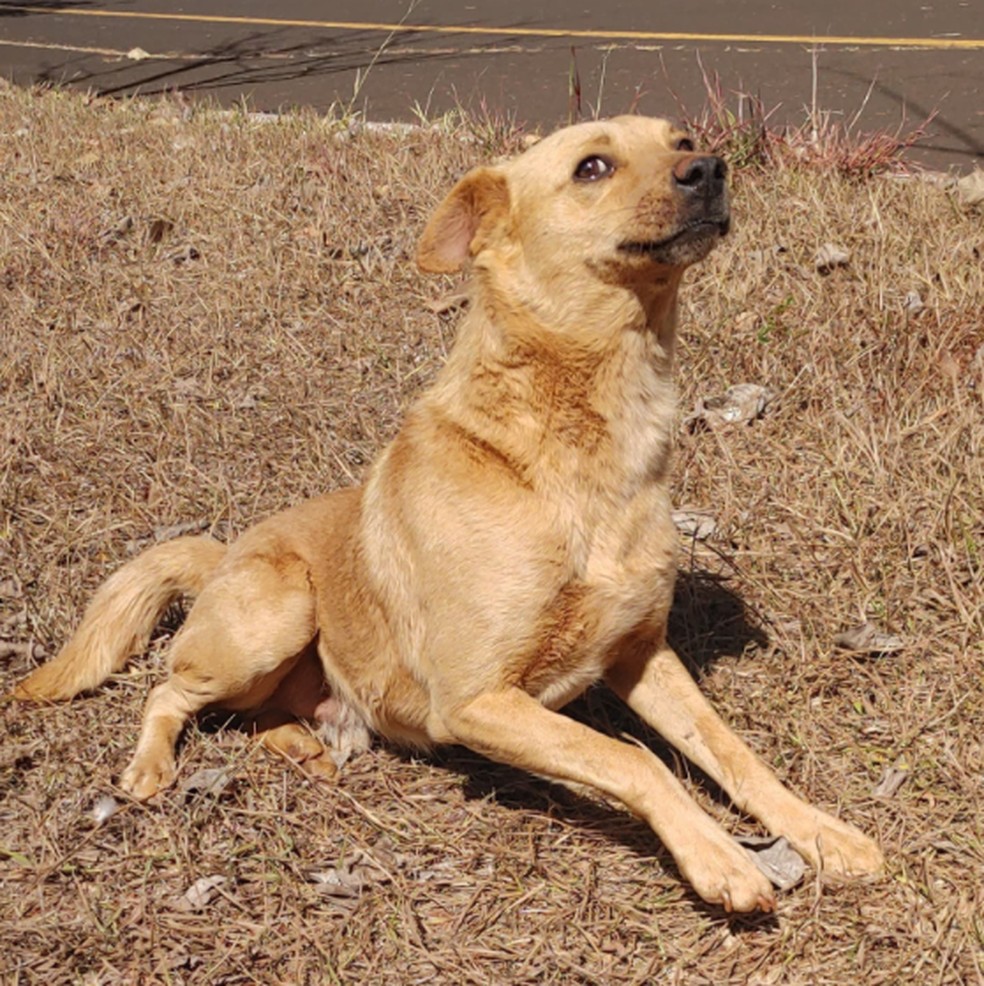 Cão resgatado pelo projeto P.A.I no IFTM, em Uberaba — Foto: Reprodução/Redes Sociais