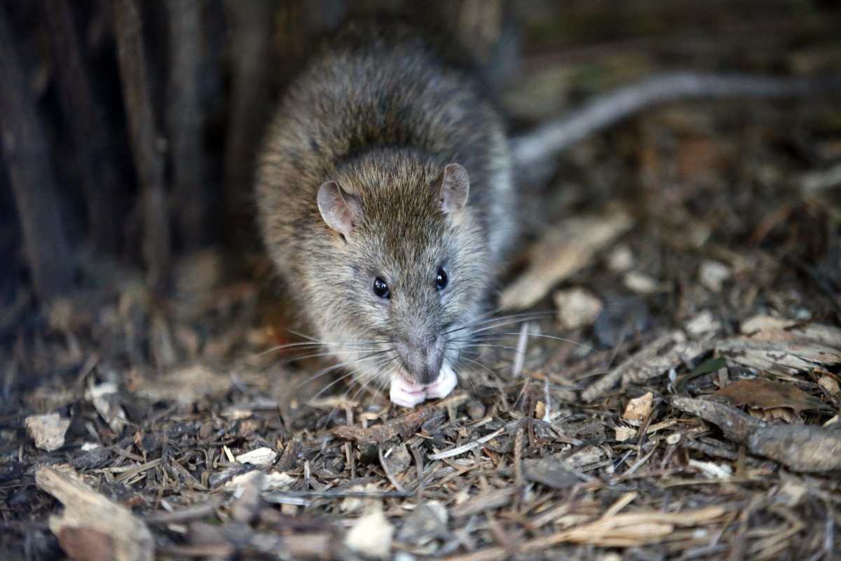 Vereadora de Paris sugere 'maior conhecimento' sobre ratos para aprender a conviver com eles