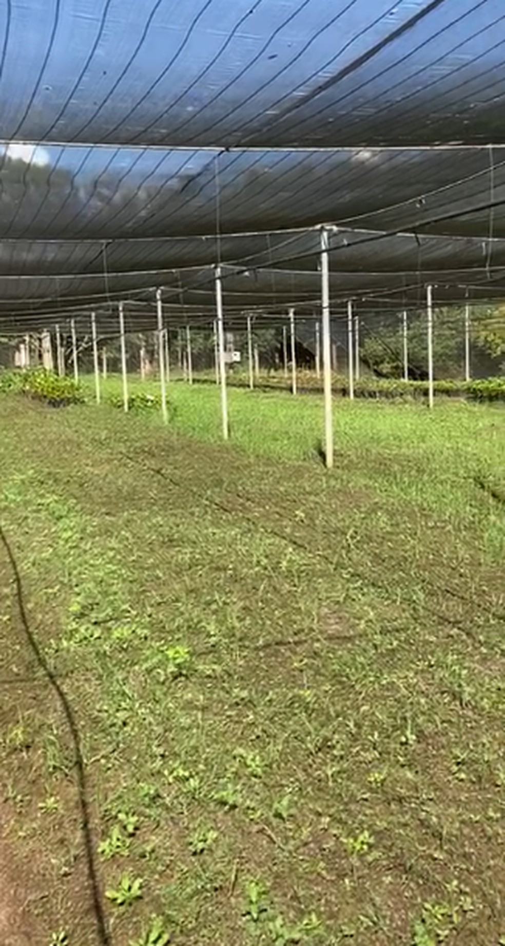 As mudas são plantadas por estudantes do município — Foto: Reprodução
