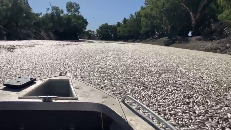 Imagem mostra rio infestado por peixes mortos, na Austrália