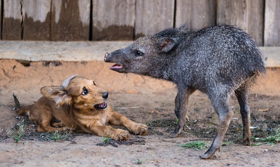 Cachorro e porquinho-do-mato brincam em aldeia em MT — Foto: Gabriel Villas Boas/Cedida