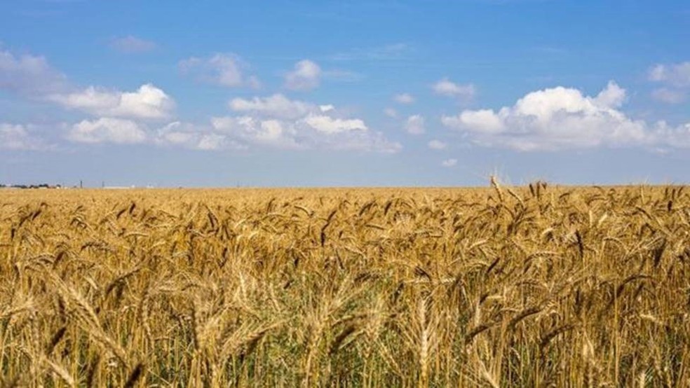 Rússia e Ucrânia, o "celeiro da Europa", representam 29% das exportações globais de trigo — Foto: GETTY IMAGES via BBC