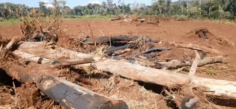 70 cidades do Paraná estão entre as que mais desmatam áreas da Mata Atlântica no Brasil, aponta pesquisa