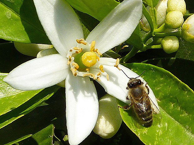 Abelha poliniza flor do gênero Citrus (Foto: Geraldine Wright/Science)
