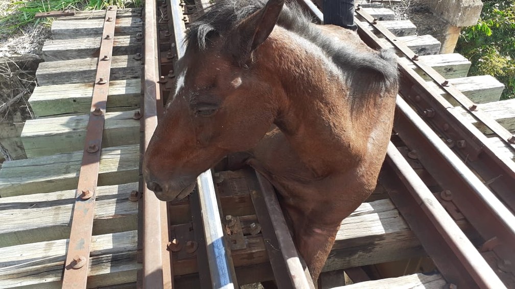 Bombeiros tiveram bastante trabalho para retirar o cavalo dos trilhos — Foto: Corpo de Bombeiros/ Divulgação