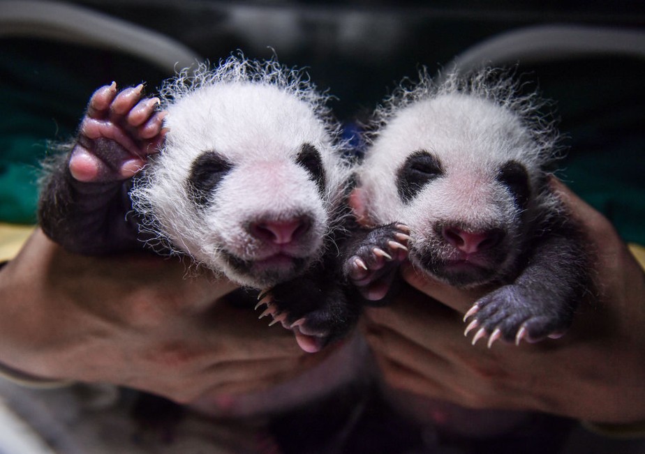 Panda dá à luz gêmeos