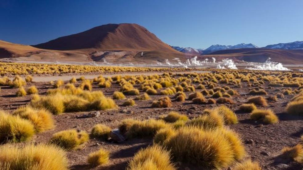 Uma equipe de pesquisadores acredita ter encontrado a chave para a incrível resistência e adaptabilidade das plantas que sobrevivem às condições extremas do Atacama — Foto: Getty Images via BBC