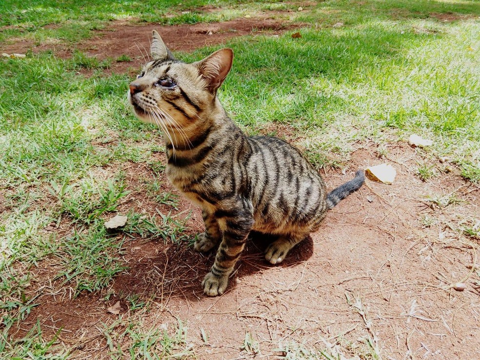 Miau Ceguinho conhece o ambiente que o dono apresenta, e se orienta do seu jeito. — Foto: Ariovaldo Dantas/TV Morena 