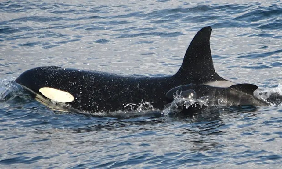 Sædís, a orca, nada com um filhote de baleia-piloto recém-nascido na costa da Islândia