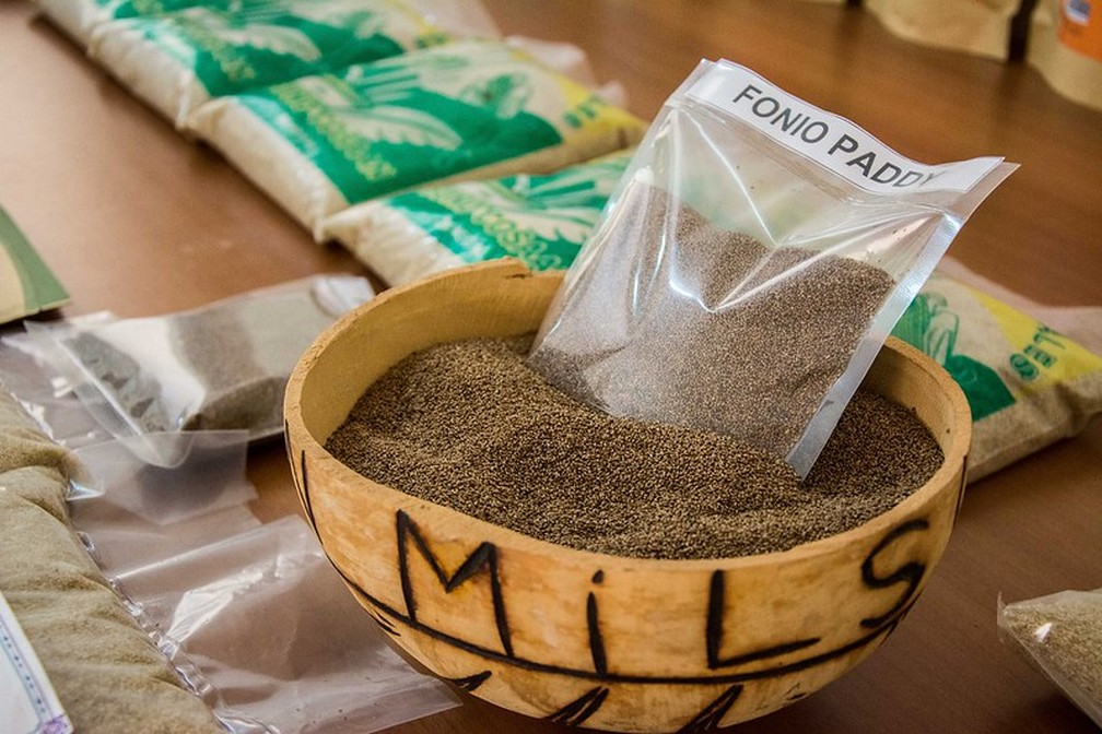 Os grãos de fonio são tão pequenos quanto areia - e a casca não comestível precisa ser removida — Foto: Jokkale.Communication/Visual Hunt