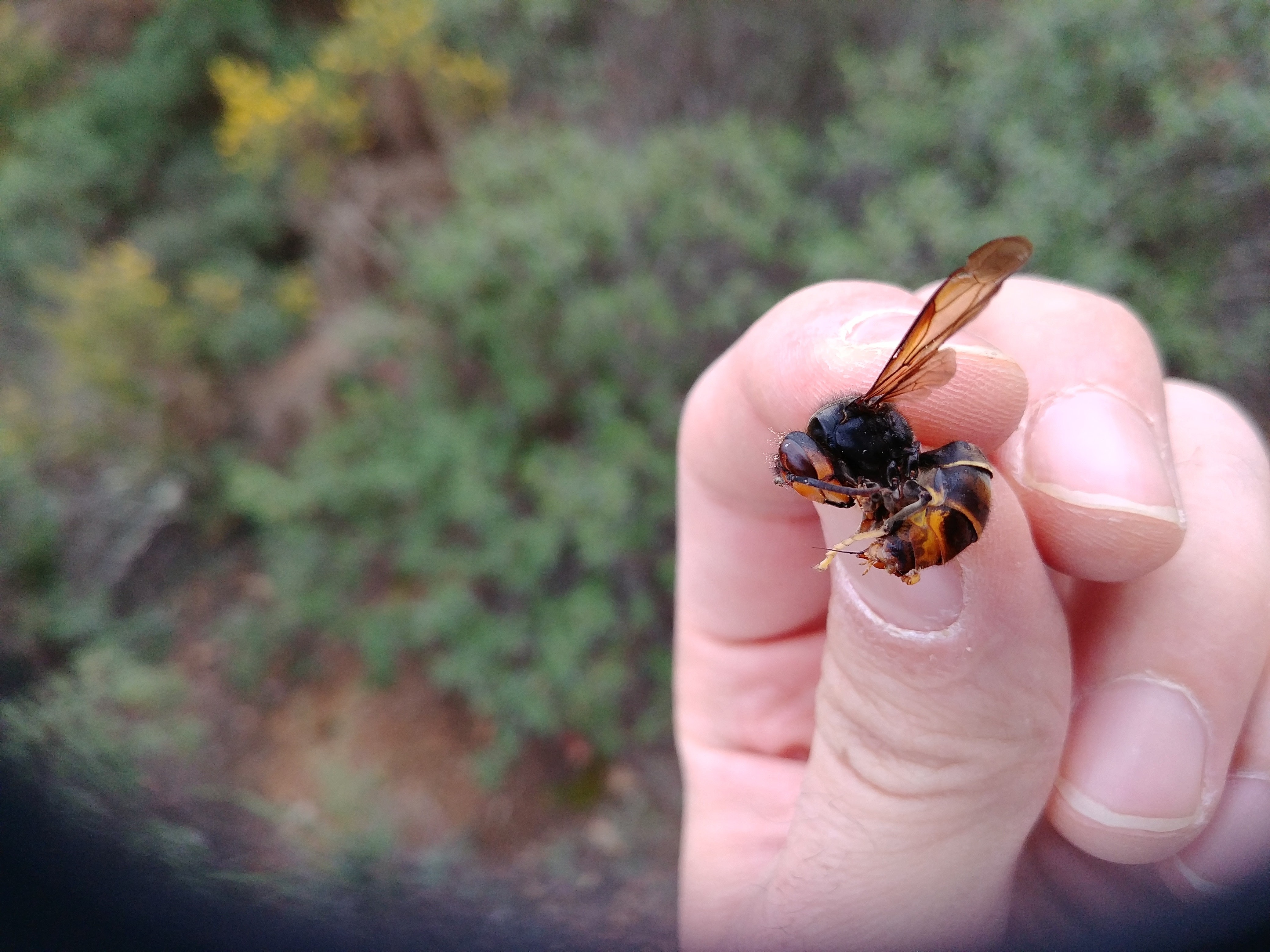Apicultor espanhol morre após ser picado por vespa asiática thumbnail