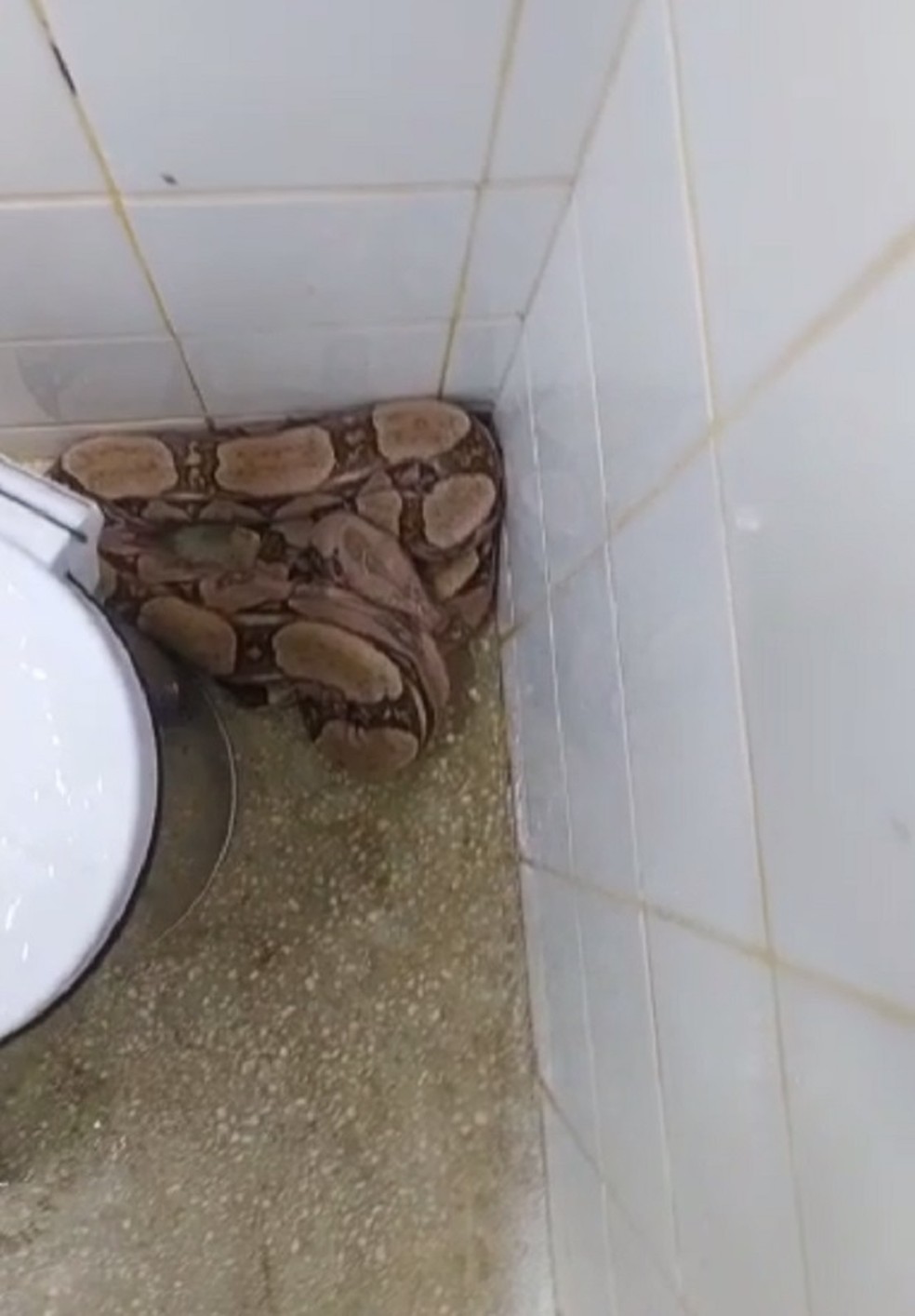 Jiboia encontrada em maternidade do Rio Grande do Norte — Foto: Reprodução