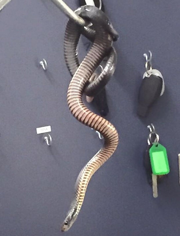 Cobra venenosa se pendurou em local de chaves de centro médico (Foto: Reprodução/Facebook/Jo Selby)