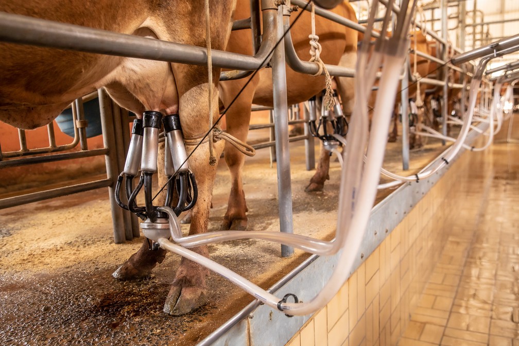 Ordenha de vacas para produção do queijo Pardinho Artesanal — Foto: Celso Tavares / g1