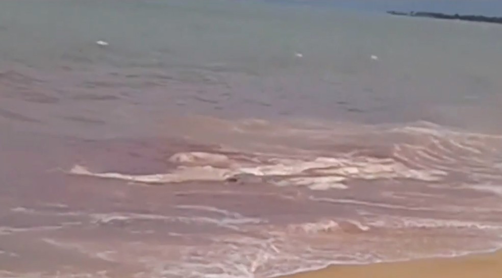 Restos mortais de baleia foram encontrados em praia de Santa Cruz Cabrália — Foto: Reprodução/TV Santa Cruz